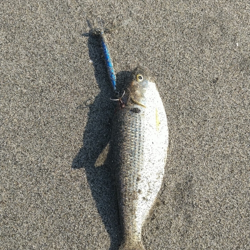 コノシロの釣果