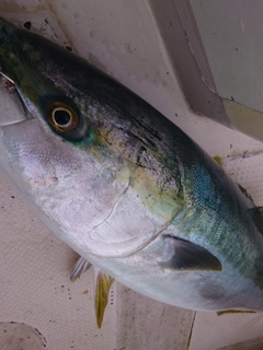 ハマチの釣果