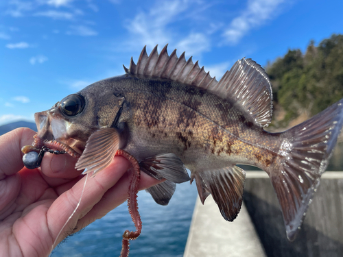 メバルの釣果