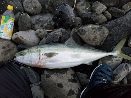 ブリの釣果