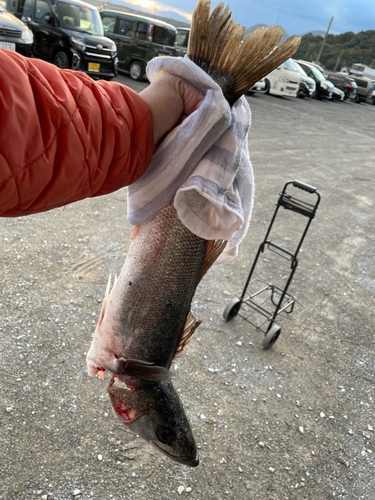 セイゴ（マルスズキ）の釣果