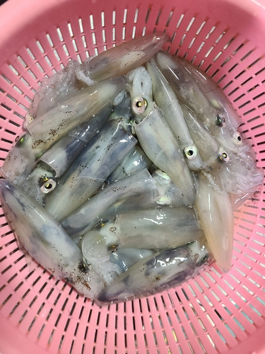 ベイカの釣果