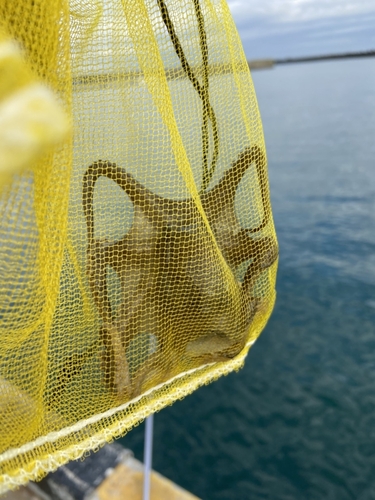 タコの釣果