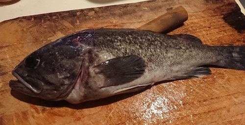 クロソイの釣果