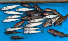 サバの釣果