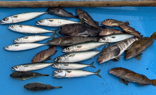 サバの釣果