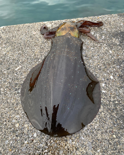 モイカの釣果