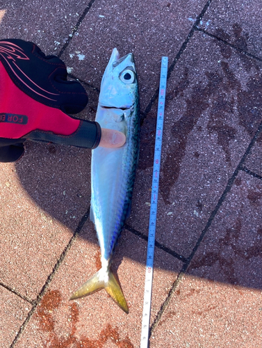 サバの釣果