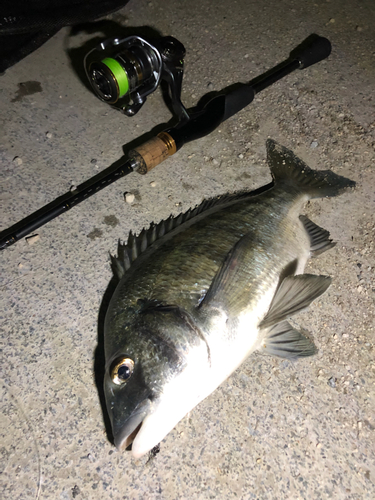 ミナミクロダイの釣果