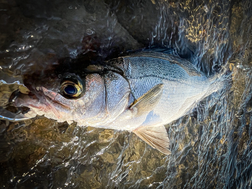 ヒラスズキの釣果