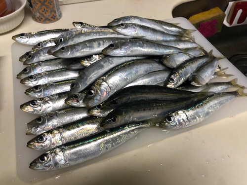 マイワシの釣果