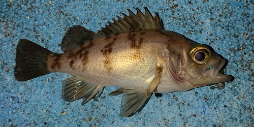 メバルの釣果