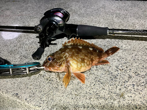 アコウの釣果