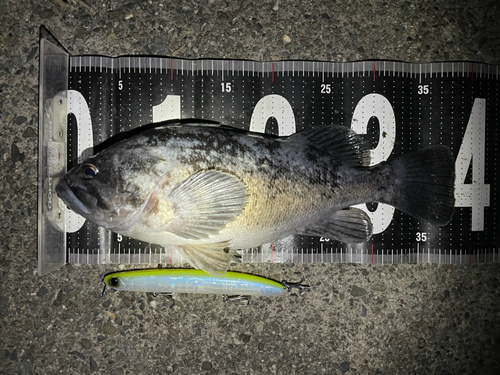 クロソイの釣果