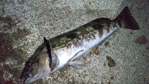 アイナメの釣果