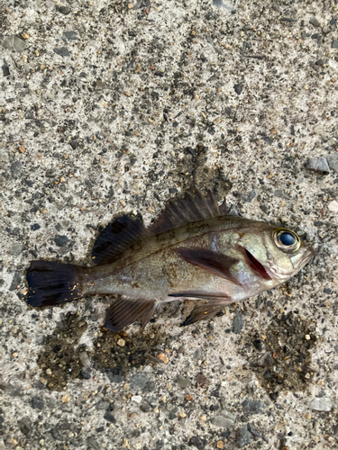 クロメバルの釣果