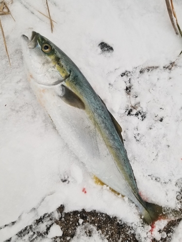 イナダの釣果