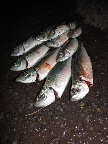 アジの釣果