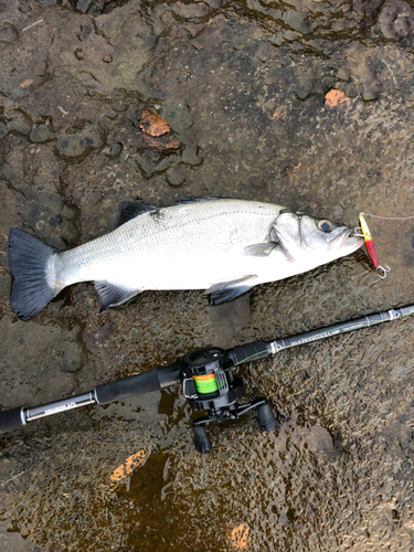 ヒラスズキの釣果