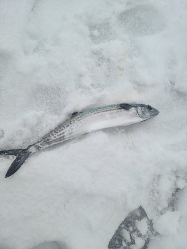 サゴシの釣果