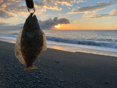 ヒラメの釣果