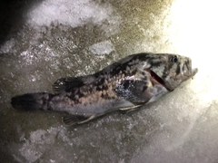 クロソイの釣果