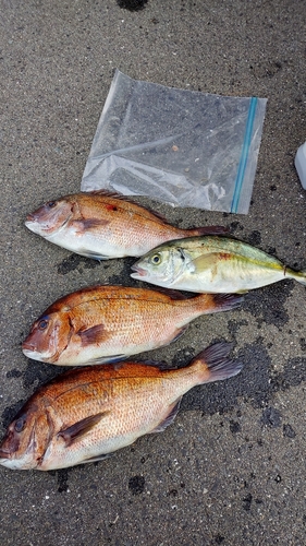 マダイの釣果