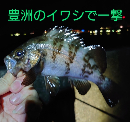 メバルの釣果