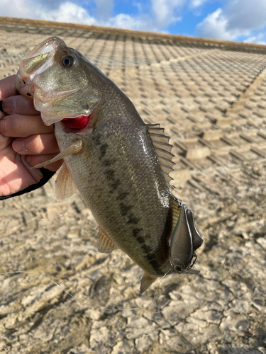 釣果