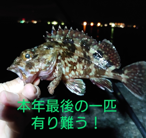 カサゴの釣果