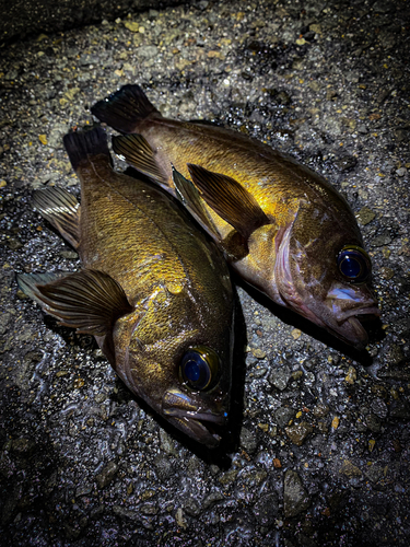 アカメバルの釣果