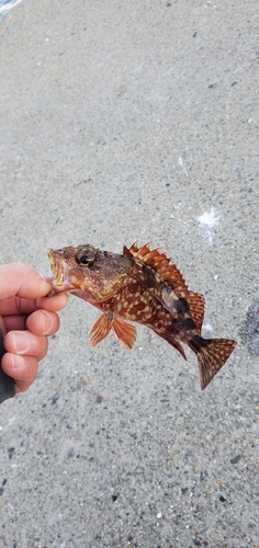 カサゴの釣果