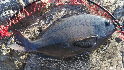 グレの釣果