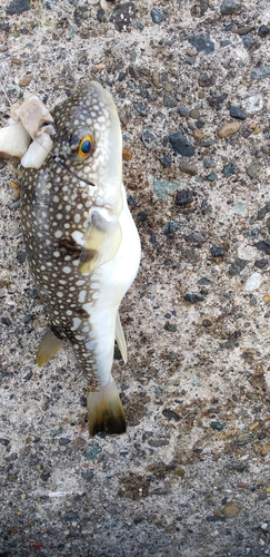 コモンフグの釣果