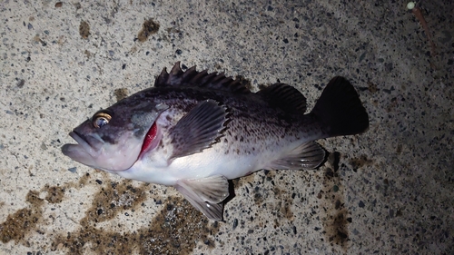 クロソイの釣果