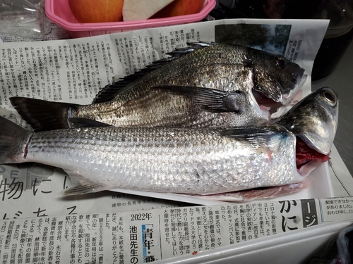 ボラの釣果