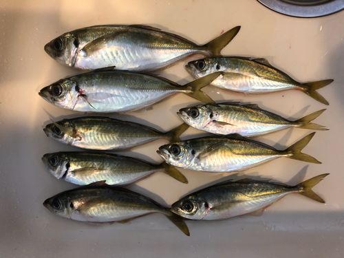 アジの釣果