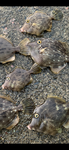 カワハギの釣果