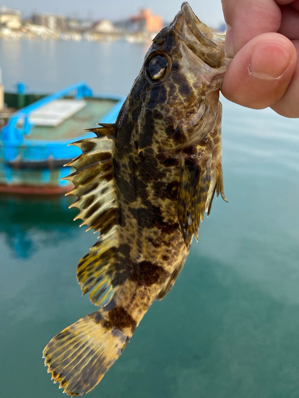 タケノコメバル