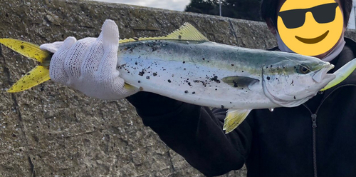 イナダの釣果