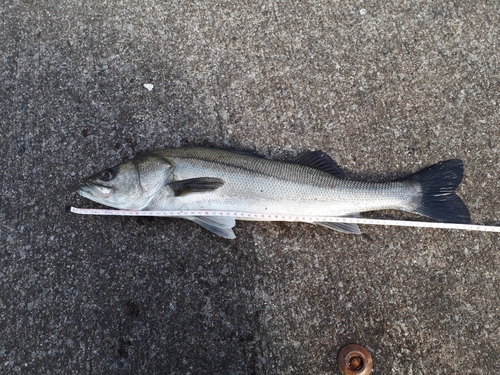 フッコ（マルスズキ）の釣果