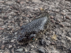 フグの釣果