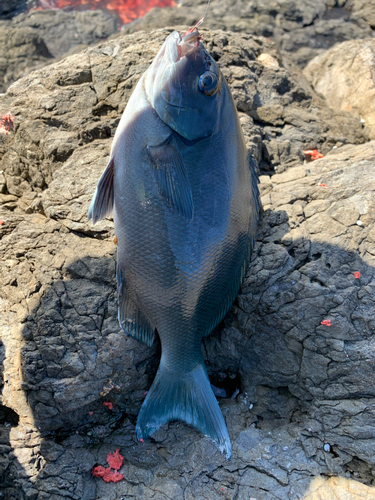 オナガグレの釣果