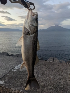 セイゴ（マルスズキ）の釣果