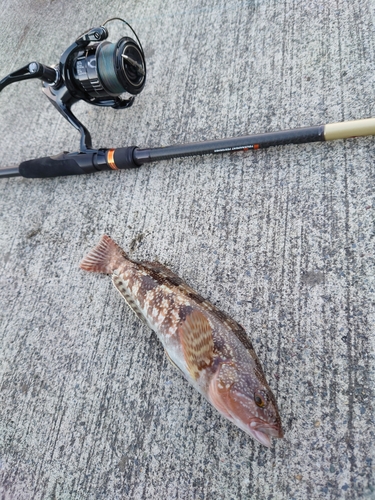 アイナメの釣果