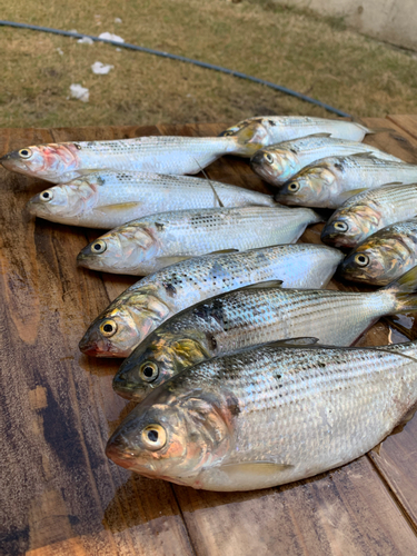 コノシロの釣果