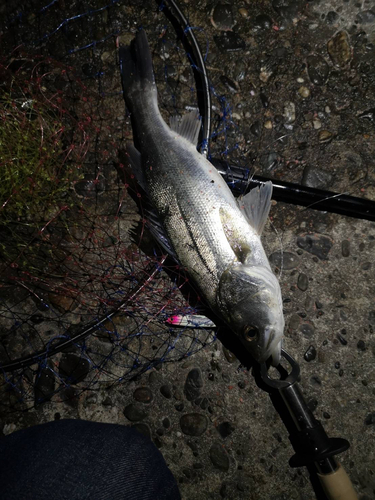 ヒラスズキの釣果