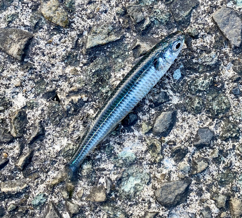 カタクチイワシの釣果