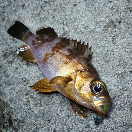 メバルの釣果