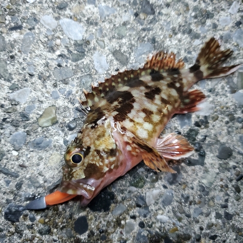 カサゴの釣果